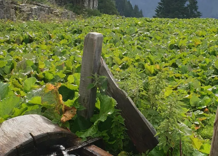 Cafe Zentral, Mit Fruehstueck